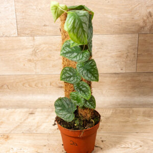 Monstera dubia 002