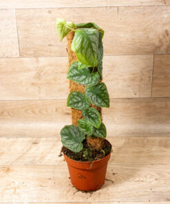 Monstera dubia 002