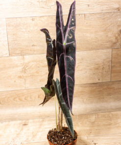 Alocasia longiloba purple 002