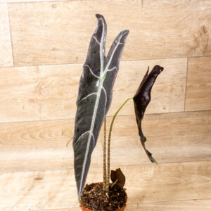 Alocasia longiloba purple 004