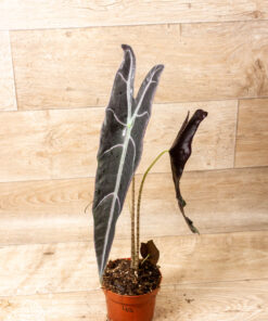 Alocasia longiloba purple 004