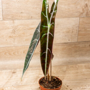 Alocasia longiloba purple 006