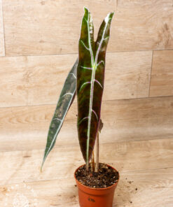 Alocasia longiloba purple 006