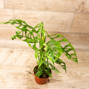 Monstera Obliqua Peru 001A