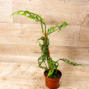 Monstera Obliqua Peru 002A
