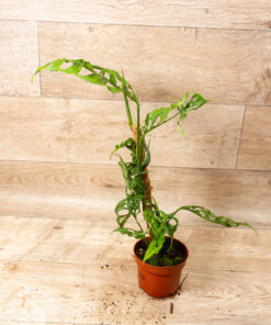 Monstera Obliqua Peru 002A