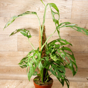 Monstera Adansonii 'Indonesian Marble' XL 001
