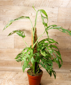 Monstera Adansonii 'Indonesian Marble' XL 001