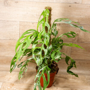 Monstera Adansonii 'Indonesian Marble' XL 002