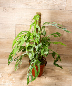 Monstera Adansonii 'Indonesian Marble' XL 002