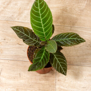 Labisia/Ardisia gigantifolia 001A