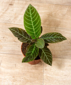 Labisia/Ardisia gigantifolia 001A