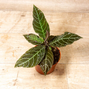 Labisia/Ardisia gigantifolia 002A