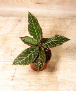 Labisia/Ardisia gigantifolia 002A