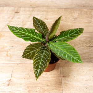Labisia/Ardisia gigantifolia 003A