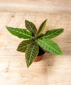Labisia/Ardisia gigantifolia 003A