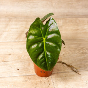 Alocasia Golden Bone 001A