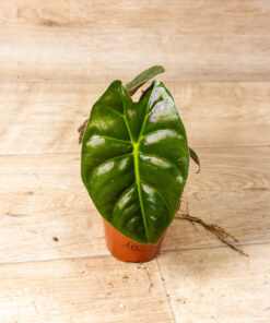 Alocasia Golden Bone 001A