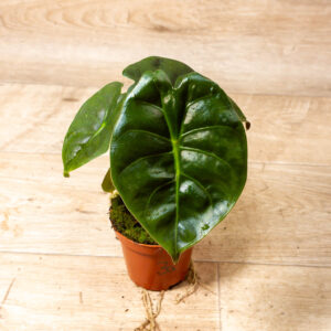 Alocasia Golden Bone 003A