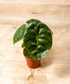 Alocasia Golden Bone 003A