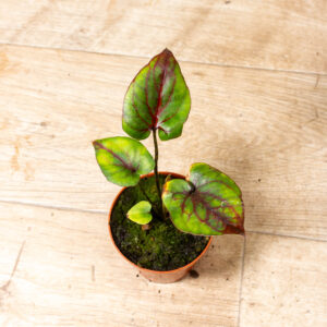 Cyrtosperma johnstonii 001A