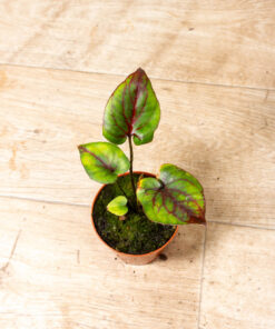 Cyrtosperma johnstonii 001A