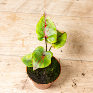 Cyrtosperma johnstonii 003A
