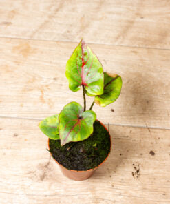 Cyrtosperma johnstonii 003A