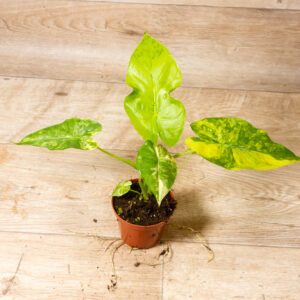 Alocasia gageana aurea 001A
