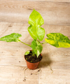 Alocasia gageana aurea 001A