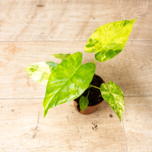 Alocasia gageana aurea 002A