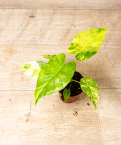 Alocasia gageana aurea 002A