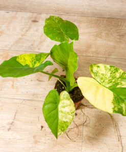 Alocasia gageana aurea 003A