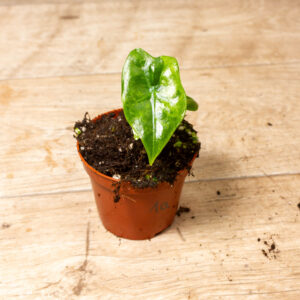 Alocasia Batwing Variegata 001A