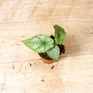 Alocasia Puncak Borneensis 001A