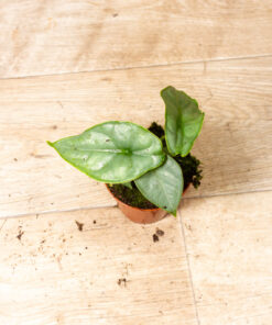 Alocasia Puncak Borneensis 001A