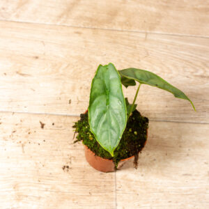 Alocasia Puncak Borneensis 002A