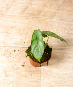 Alocasia Puncak Borneensis 002A