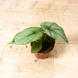 Alocasia Puncak Borneensis 003A