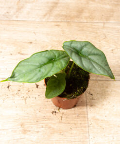 Alocasia Puncak Borneensis 003A