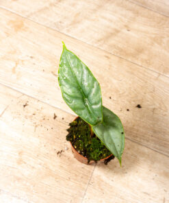 Alocasia Puncak Borneensis 004A