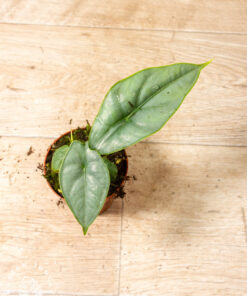 Alocasia Puncak Borneensis 005A