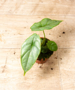 Alocasia Puncak Borneensis 006A