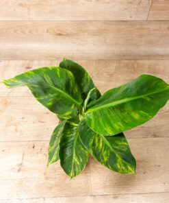 Musa aurea 001A