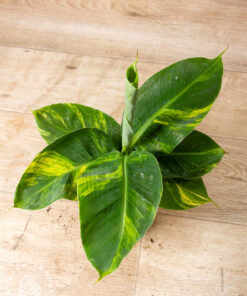 Musa aurea 002A