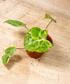 Philodendron gloriosum snow leopard 001A