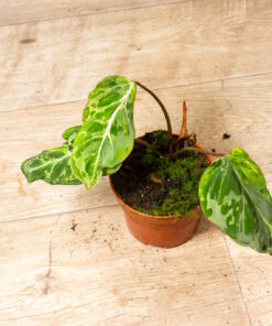 Philodendron gloriosum snow leopard 002A