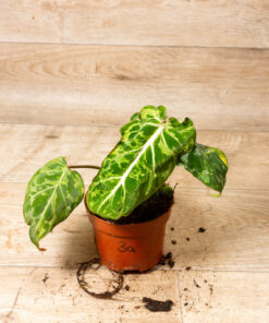 Philodendron gloriosum snow leopard 003A