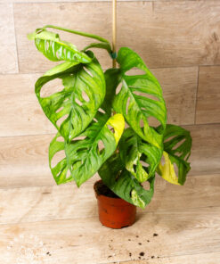 Monstera adansonii Aurea 001A
