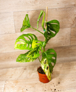 Monstera adansonii Aurea 002A